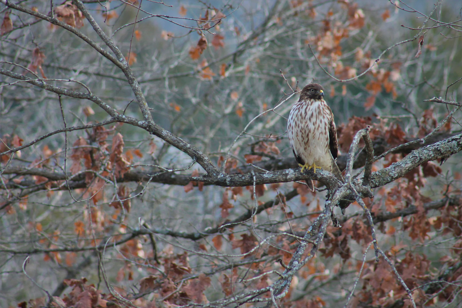 Branson, Missouri photo 13 by Ethan Howard
