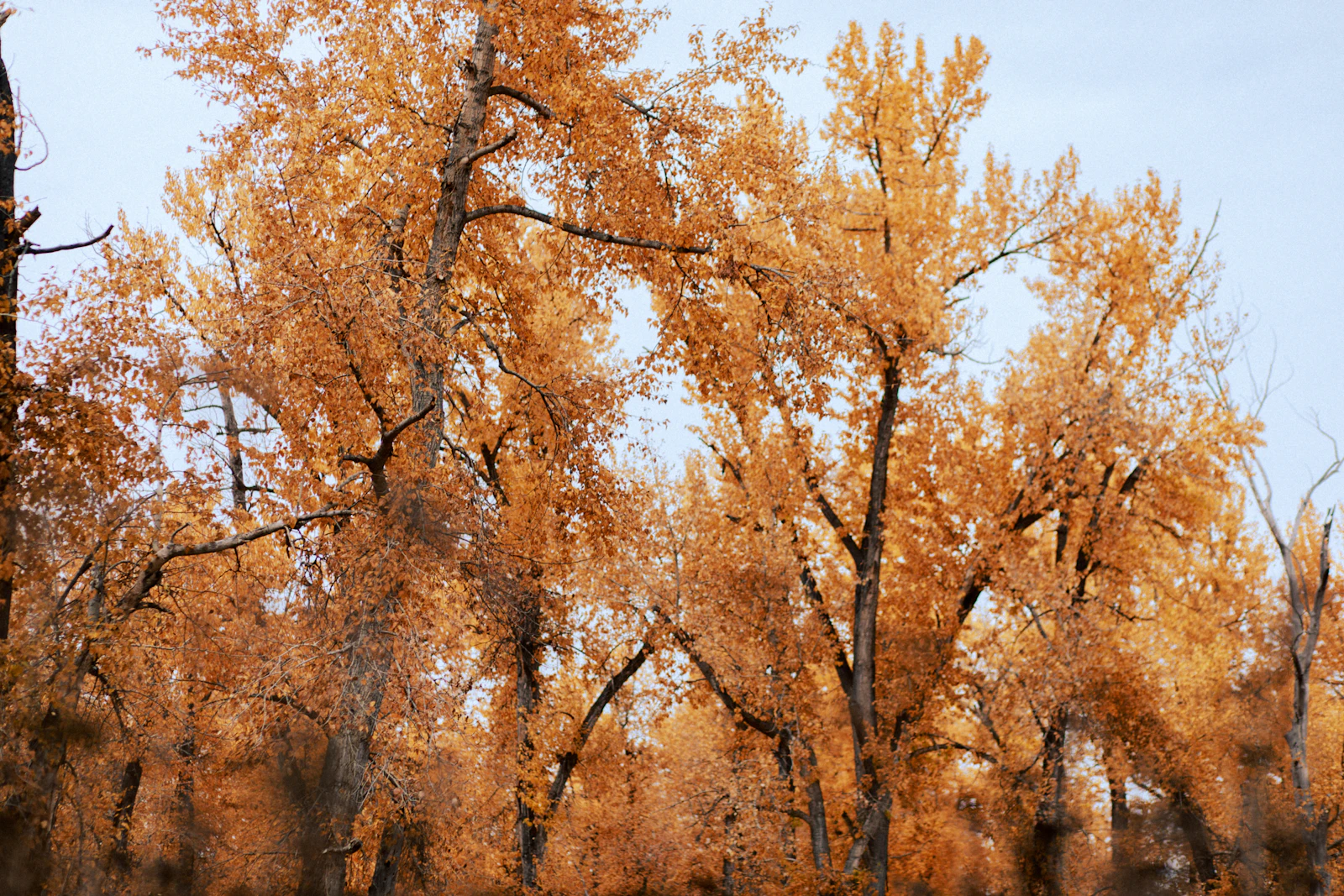 Missoula, Montana photo 18 by Ashe Walker