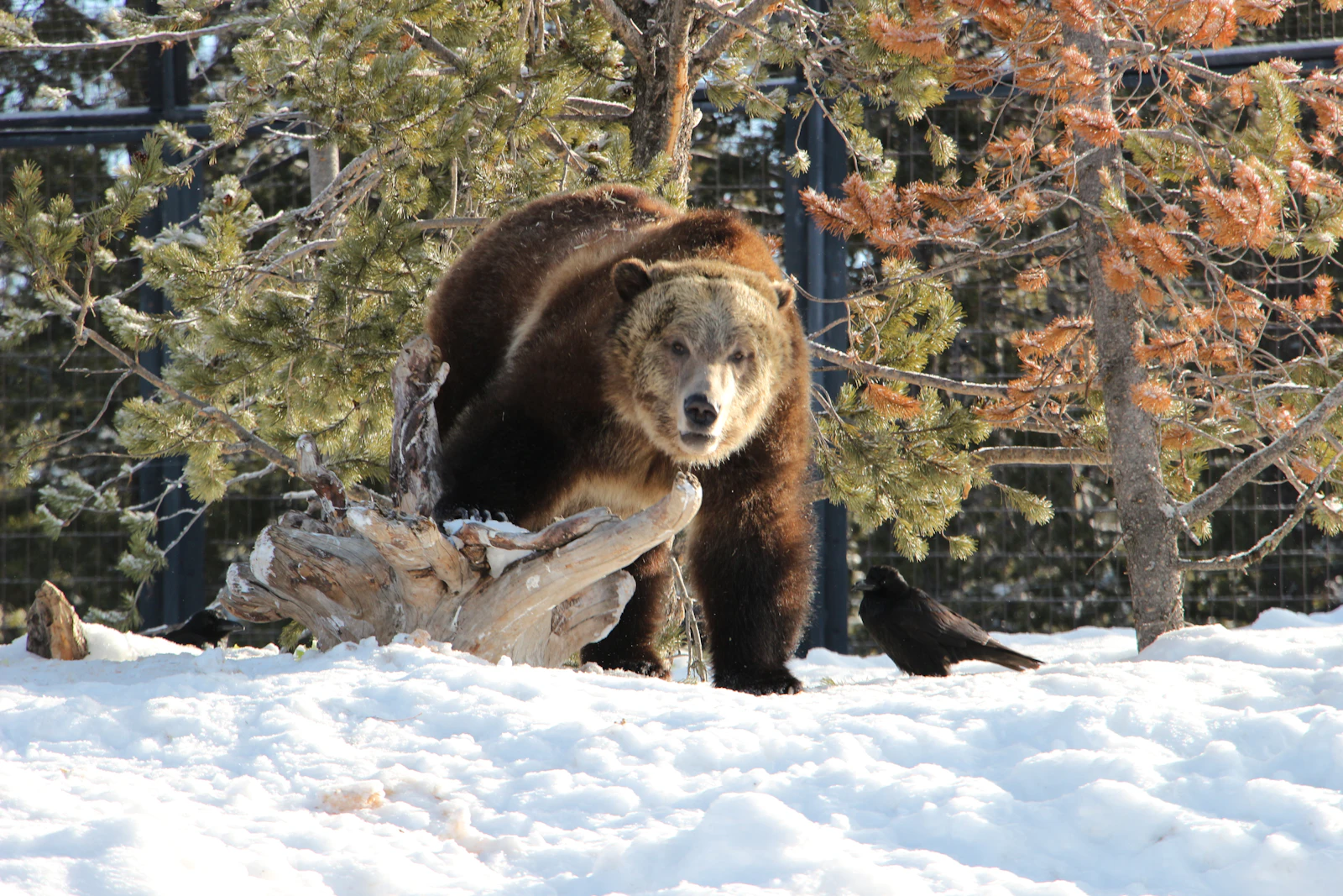 West Yellowstone, Montana photo 2 by D Sarver