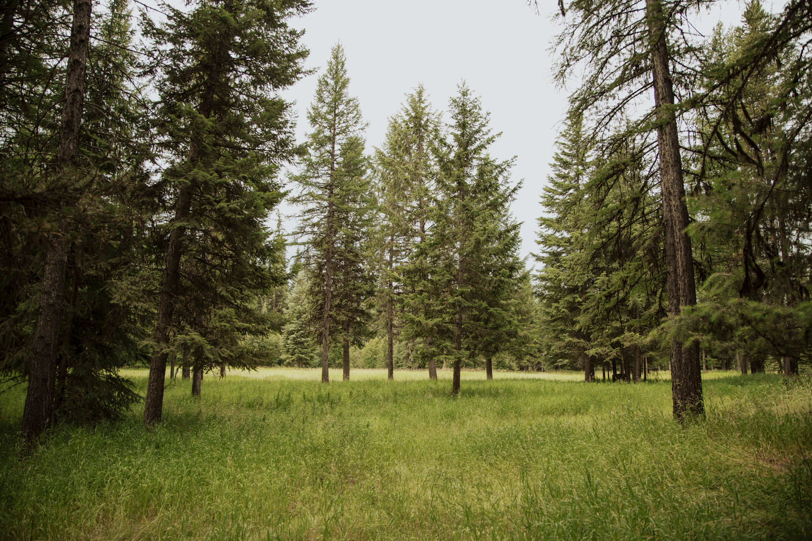 Whitefish, Montana photo 18 by Lily Miller