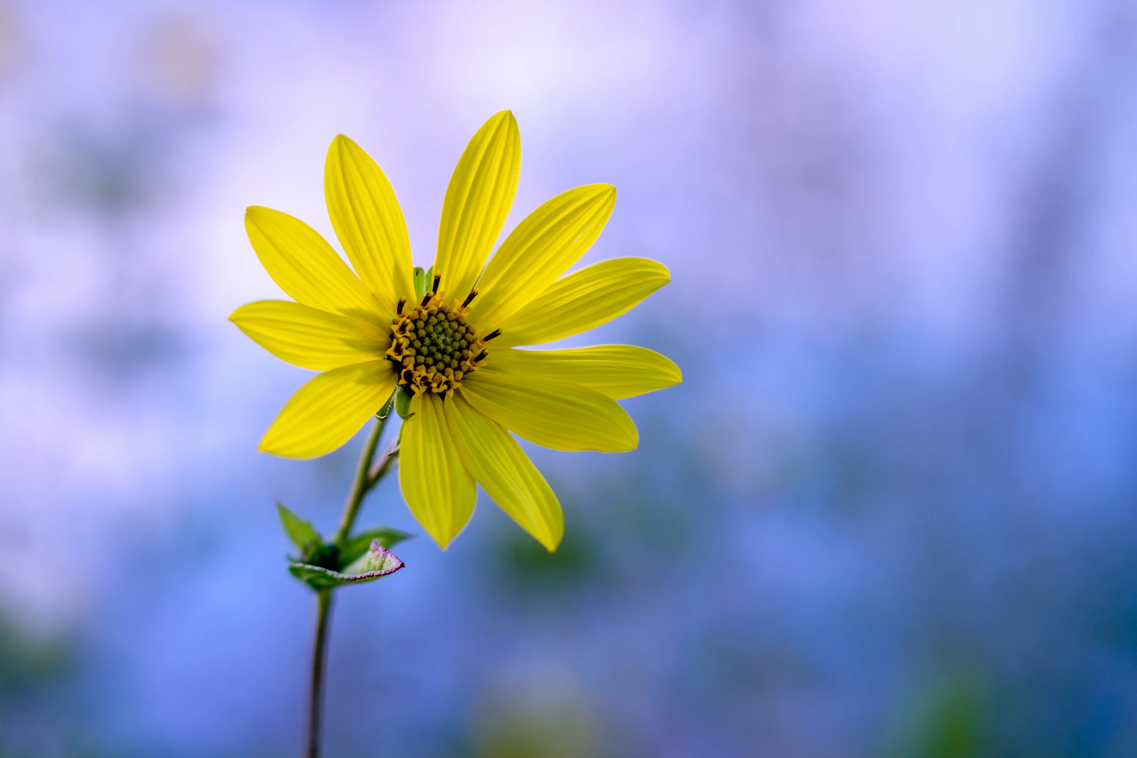 Portsmouth, New Hampshire photo 13 by Pete Nowicki