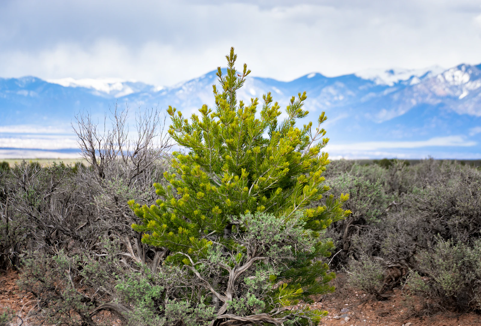 Taos, New Mexico photo 14 by Robert  Zunikoff