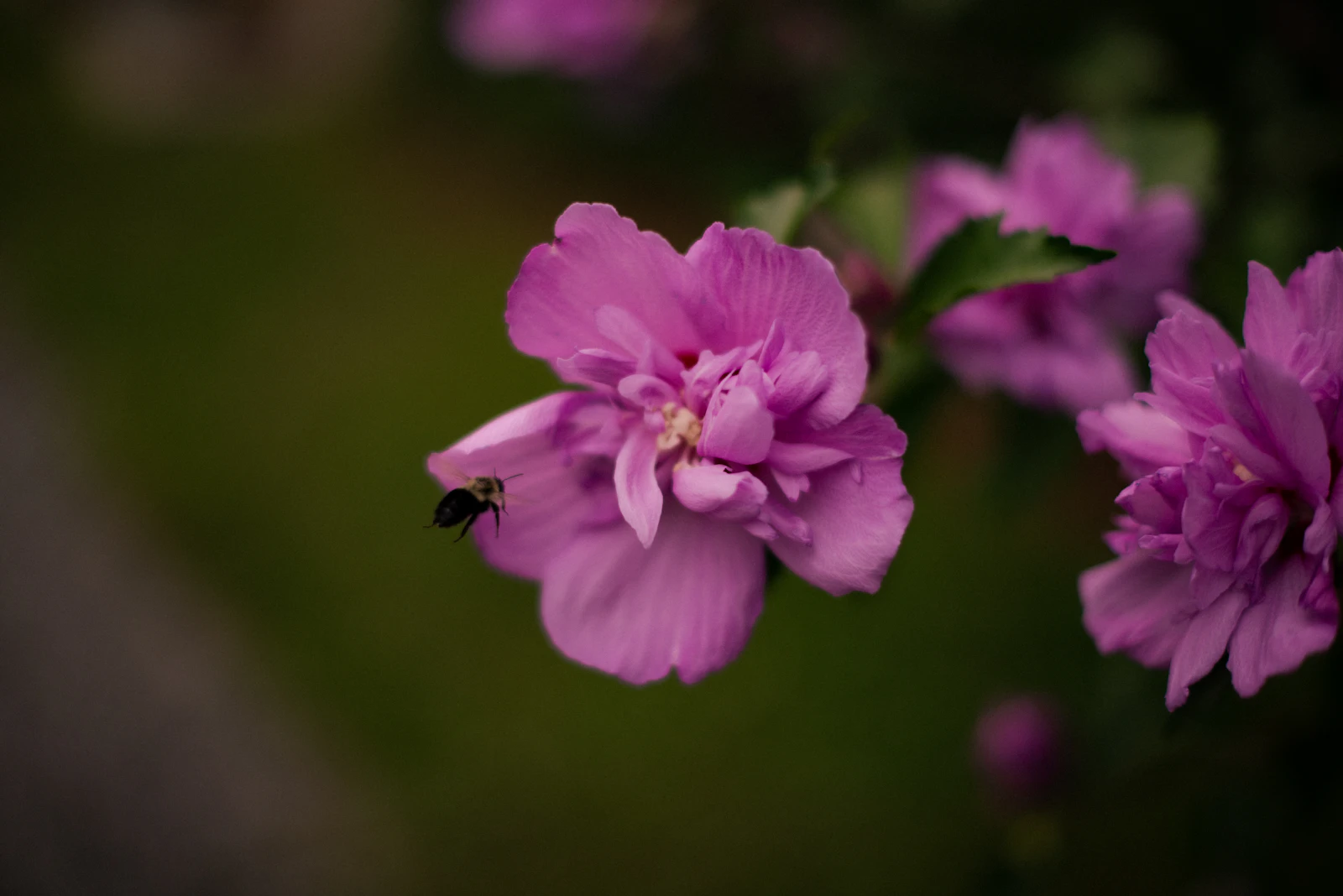 Ithaca, New York photo 5 by Monique Caraballo