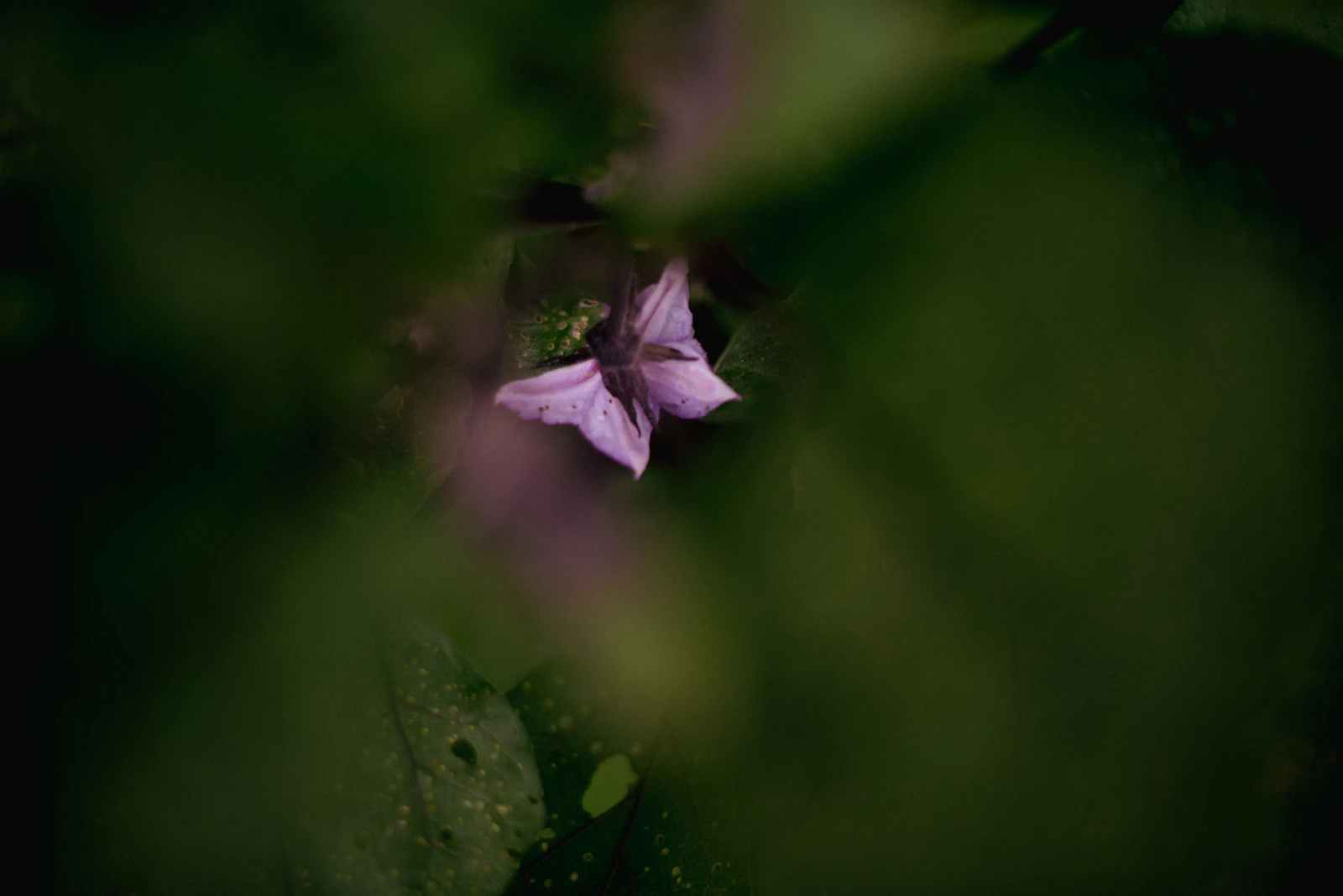 Ithaca, New York photo 15 by Monique Caraballo