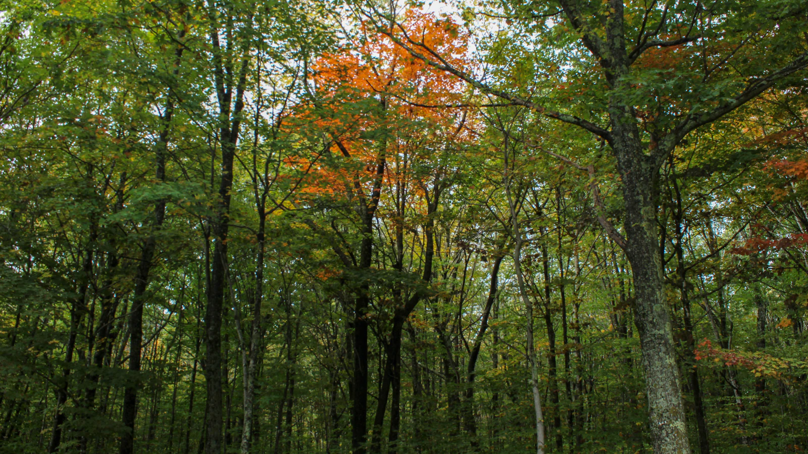 Boone, North Carolina photo 24 by Don Shetterly