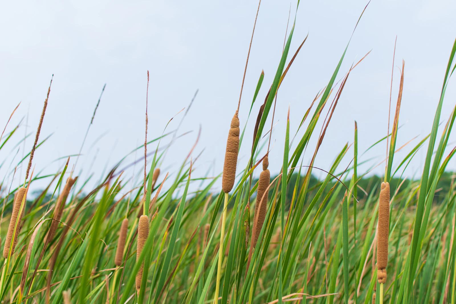 Nags Head, North Carolina photo 21 by Elijah Mears