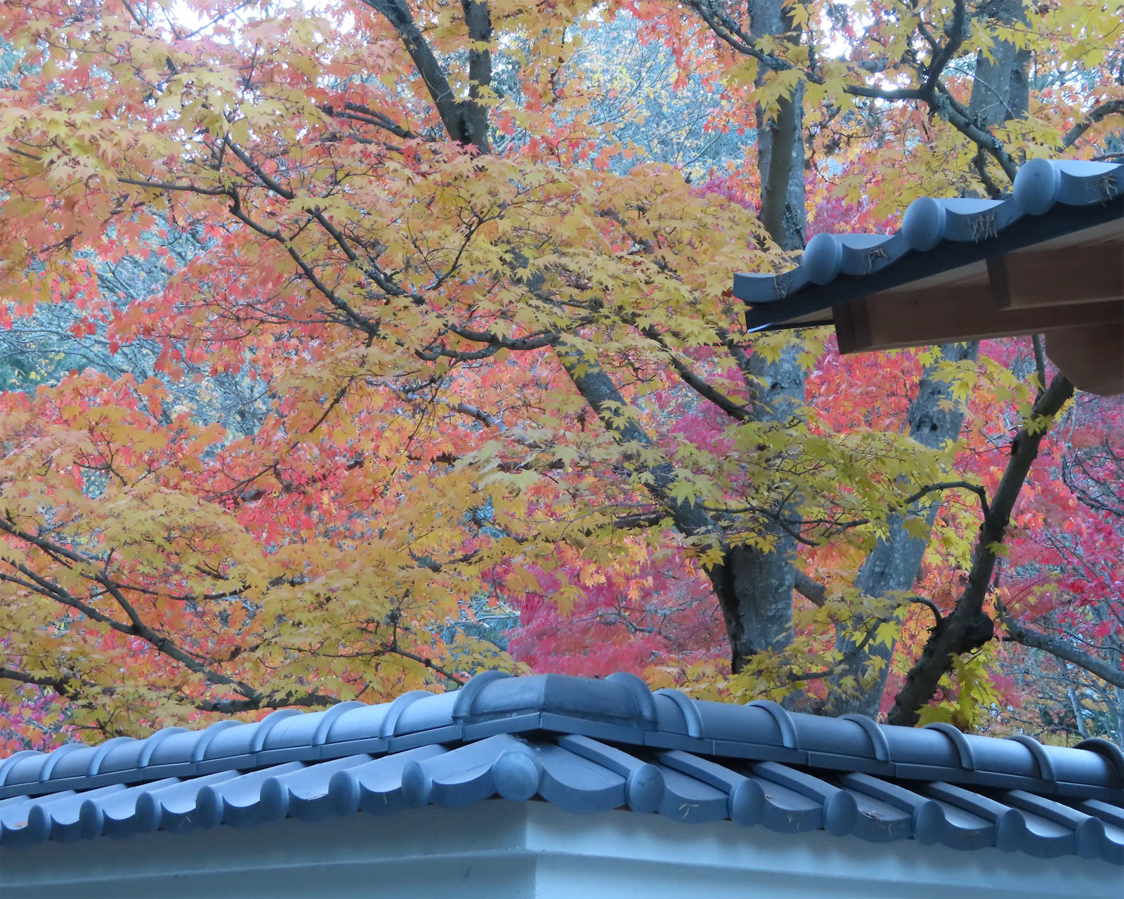 Ashland, Oregon photo 23 by Mona Kool-Harrington