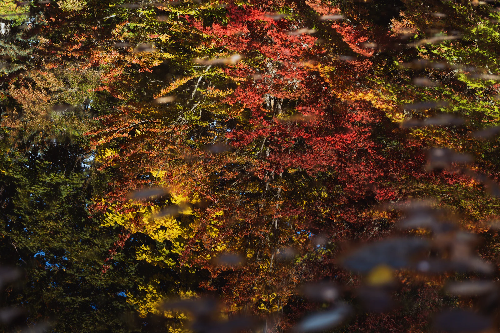 Ashland, Oregon photo 17 by Tim Mossholder