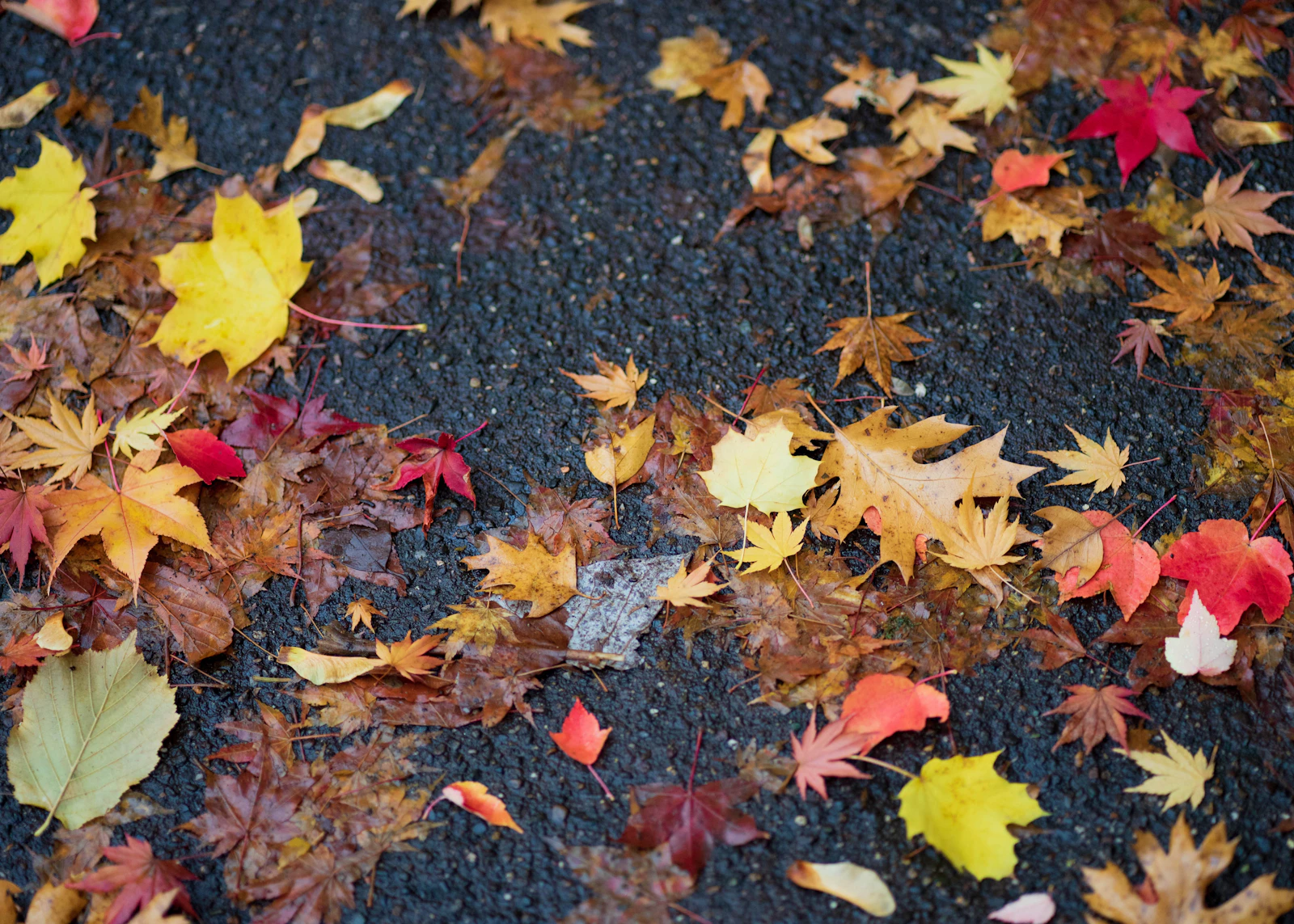 Ashland, Oregon photo 28 by Christian Fletcher