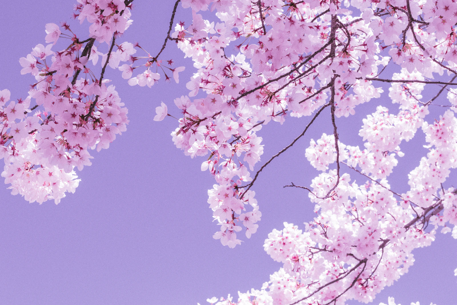 Ashland, Oregon photo 27 by Camille Villanueva