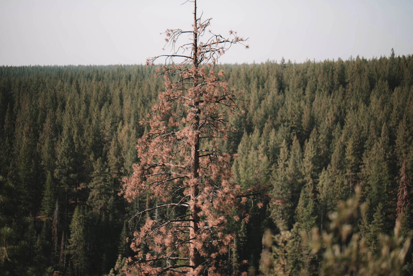 Bend, Oregon photo 17 by Cortney Chummoungpak