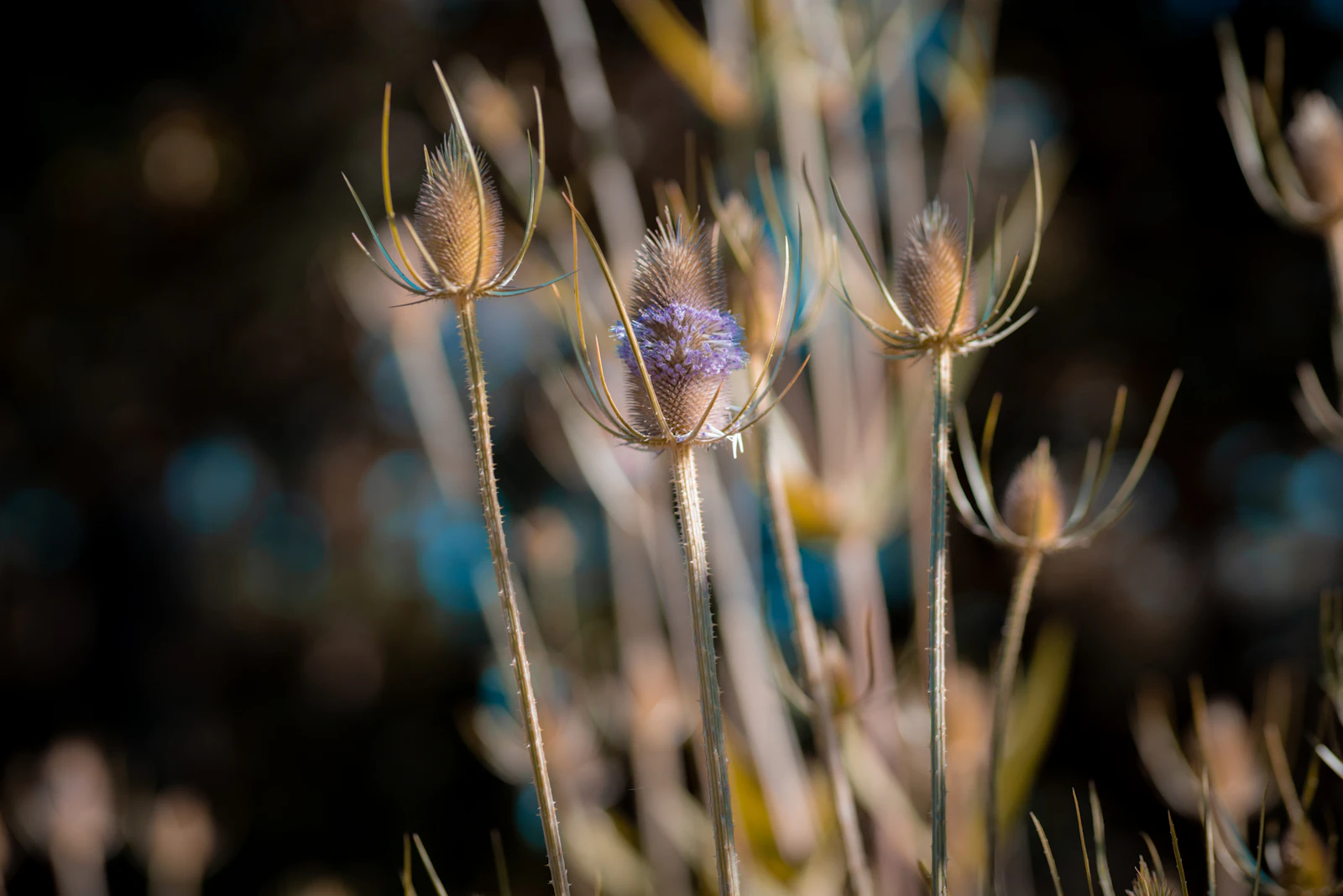 Eugene, Oregon photo 27 by Sinjin Thomas