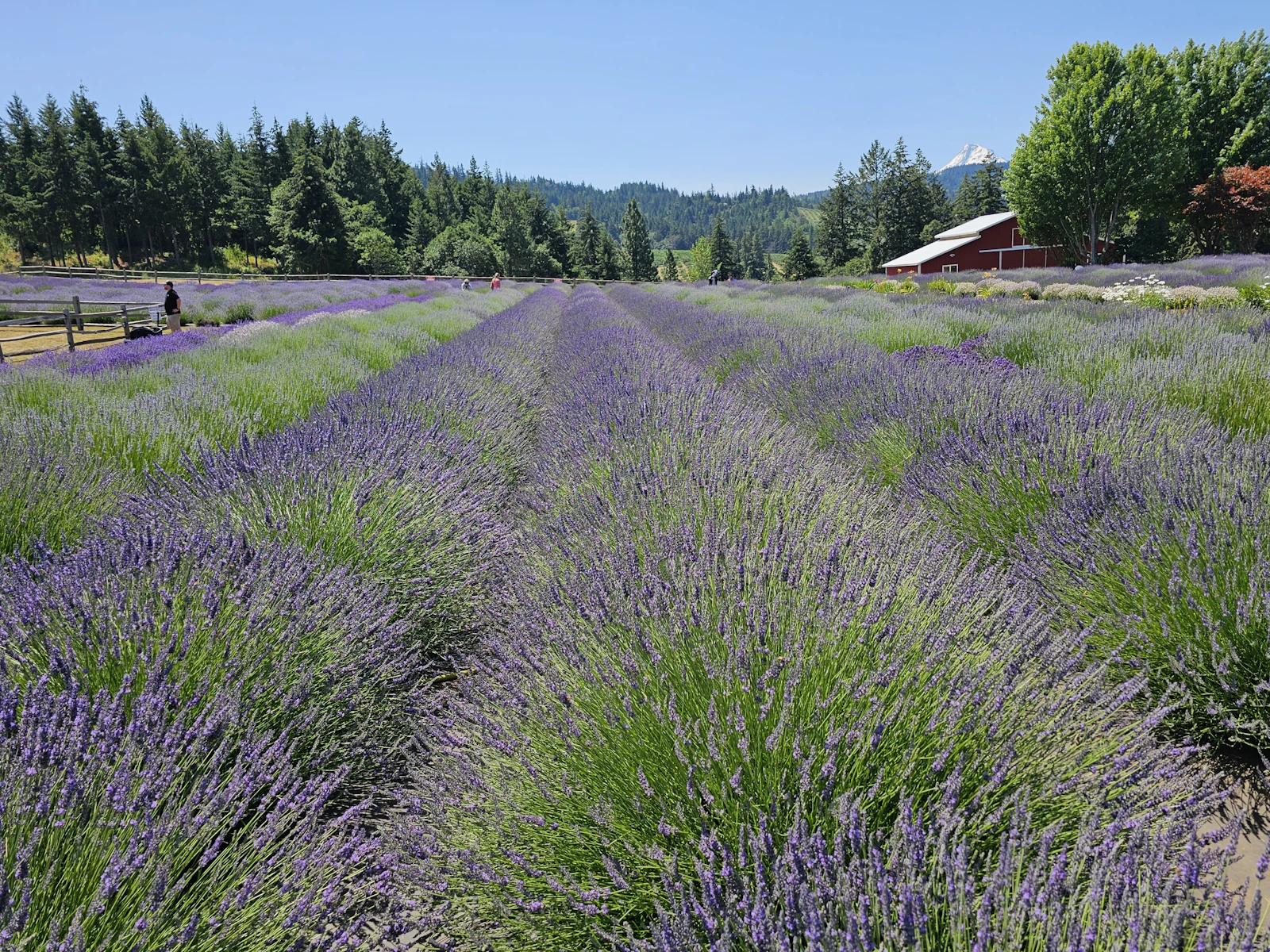 Hood River, Oregon photo 18 by Hasmik Ghazaryan Olson