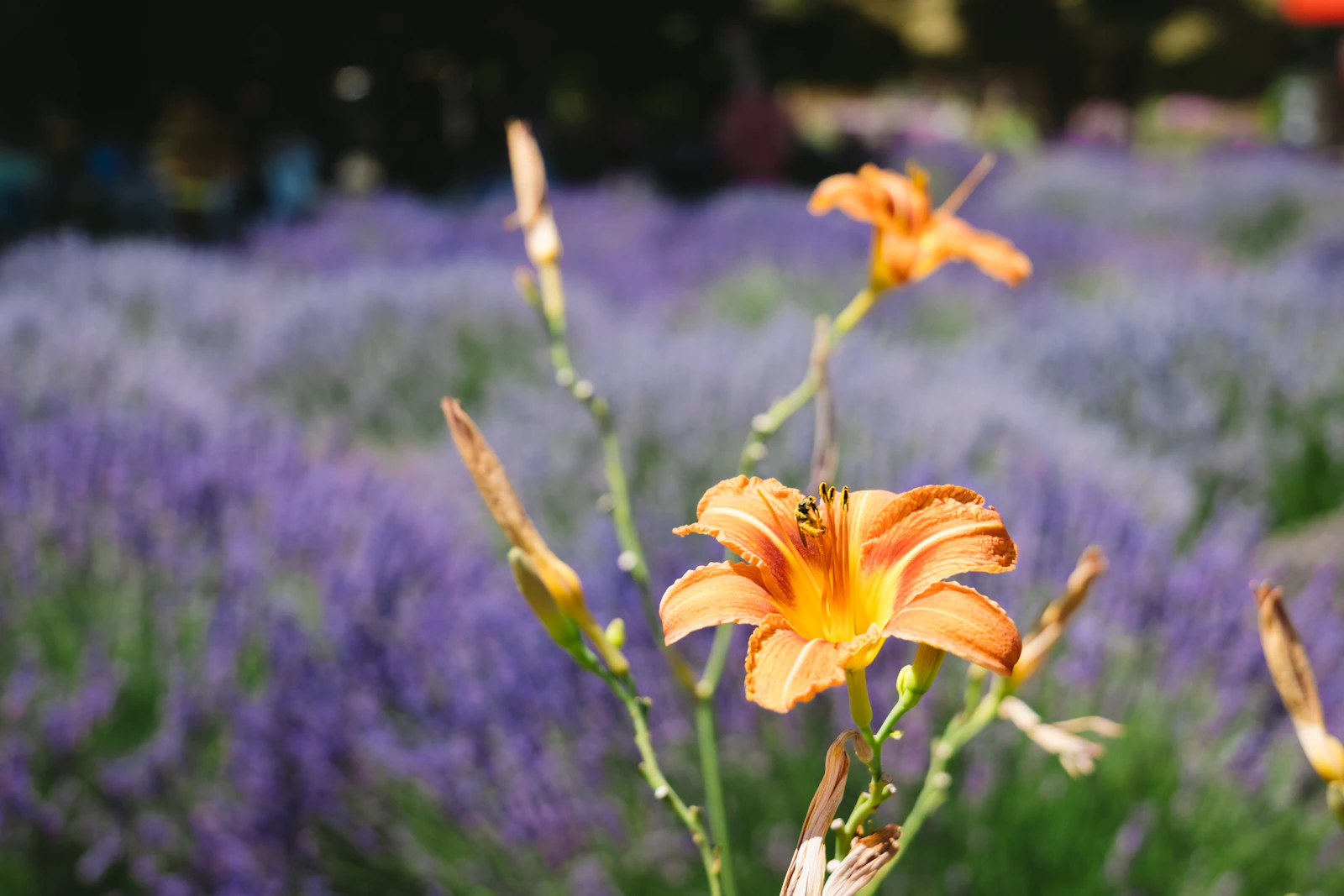 Hood River, Oregon photo 23 by Zooey Li