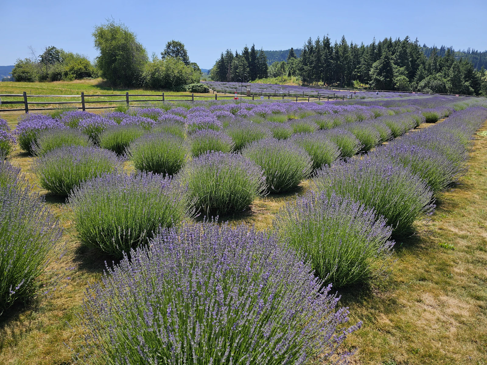 Hood River, Oregon photo 14 by Hasmik Ghazaryan Olson