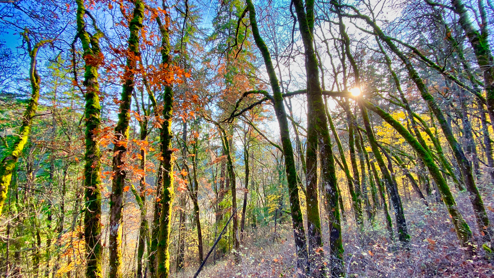 Hood River, Oregon photo 8 by Daniel Halseth