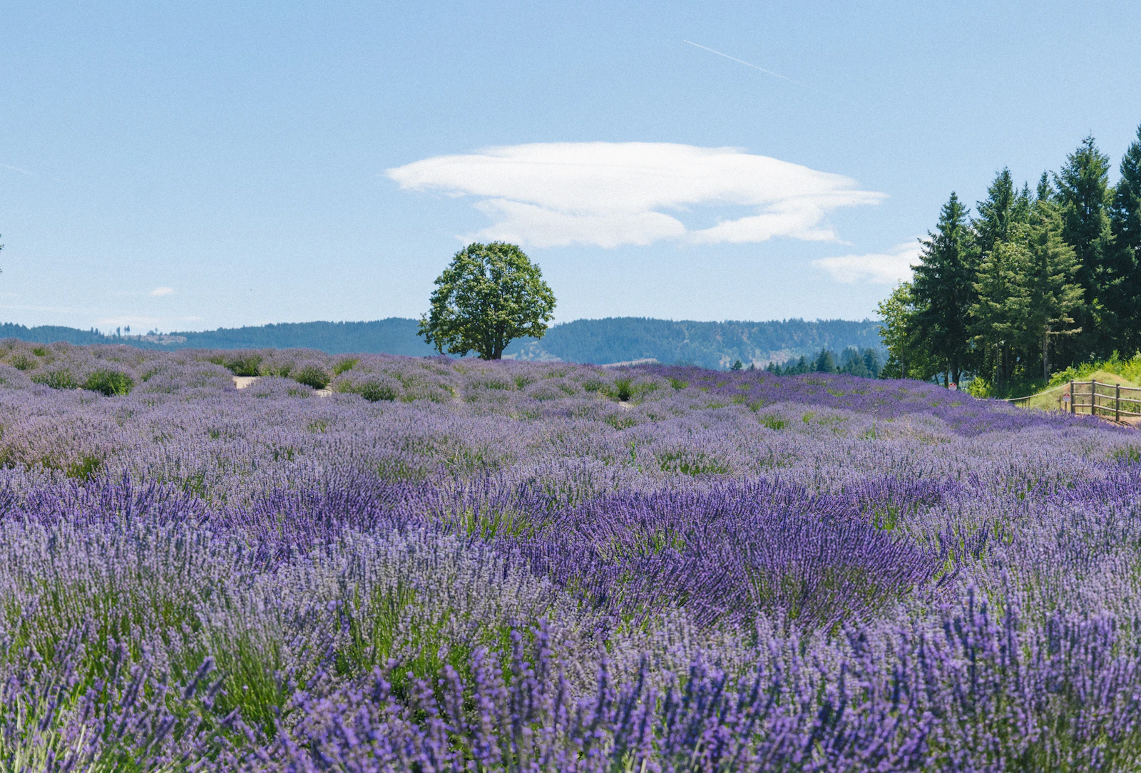 Hood River, Oregon photo 17 by Zooey Li