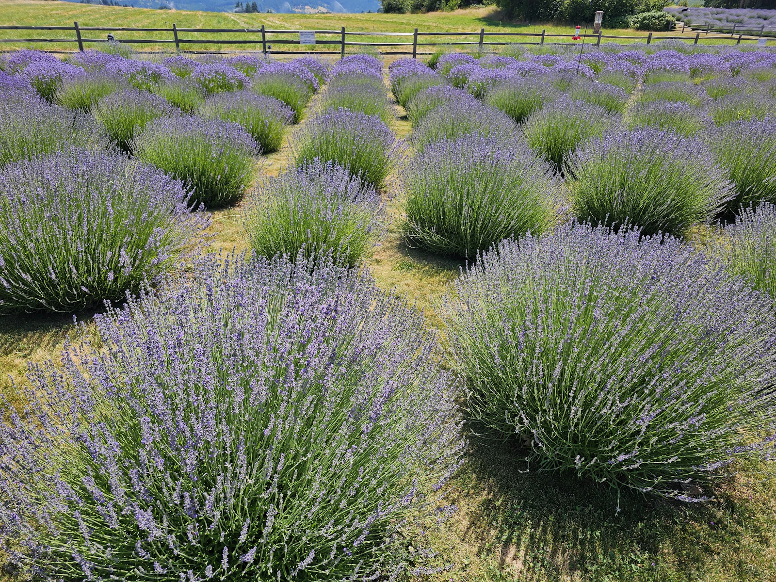 Hood River, Oregon photo 13 by Hasmik Ghazaryan Olson