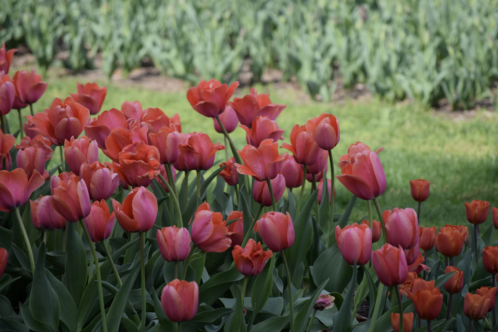 Hershey, Pennsylvania photo 24 by Praswin Prakashan