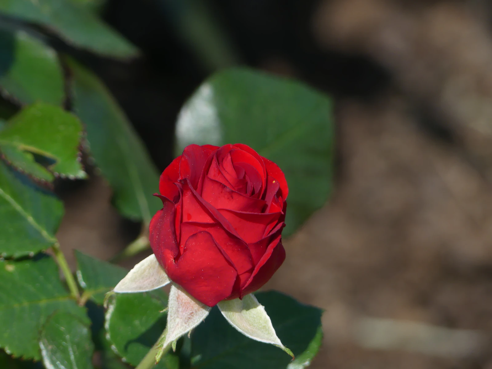 Hershey, Pennsylvania photo 2 by Wally Holden