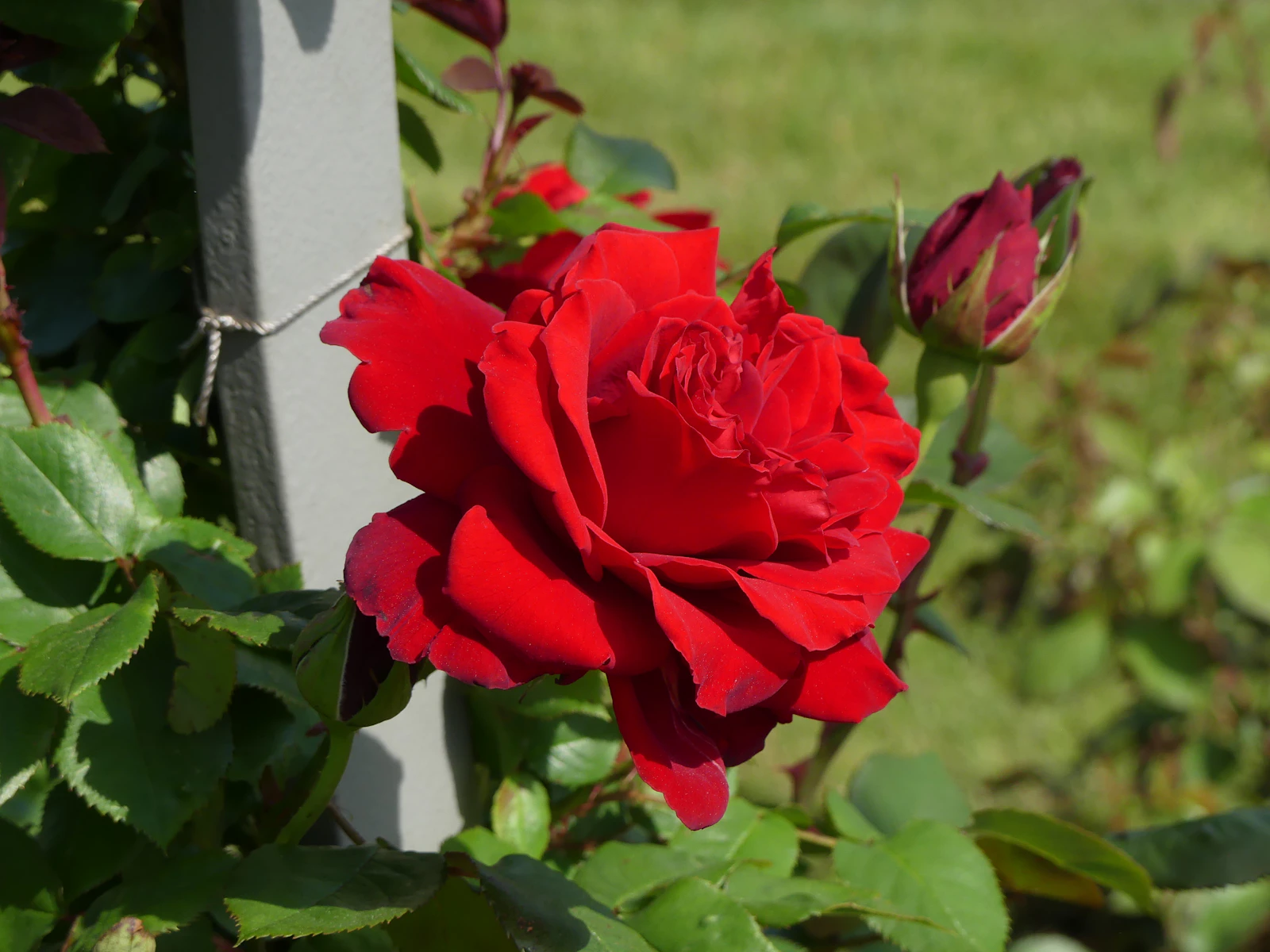 Hershey, Pennsylvania photo 18 by Wally Holden