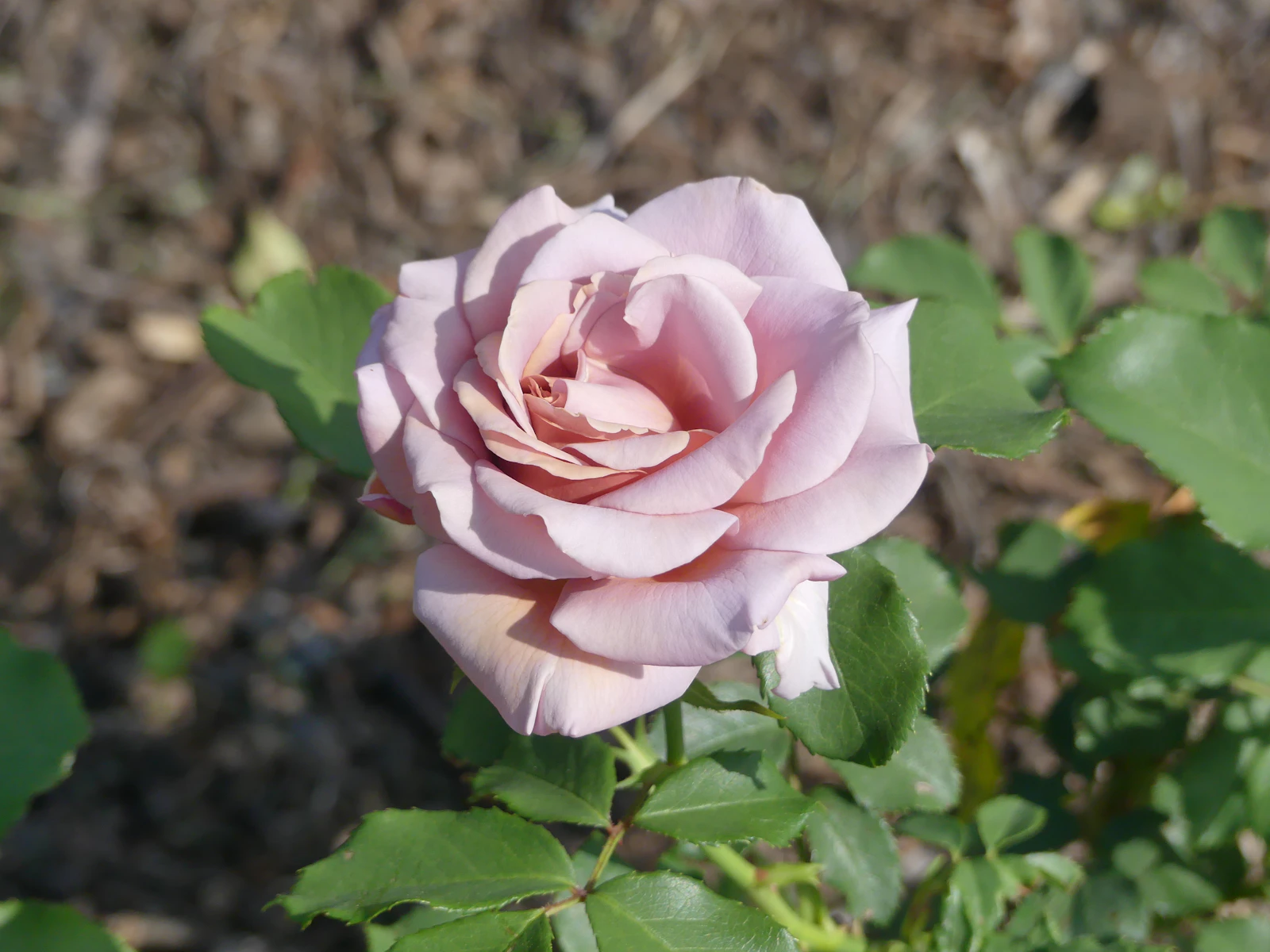 Hershey, Pennsylvania photo 15 by Wally Holden
