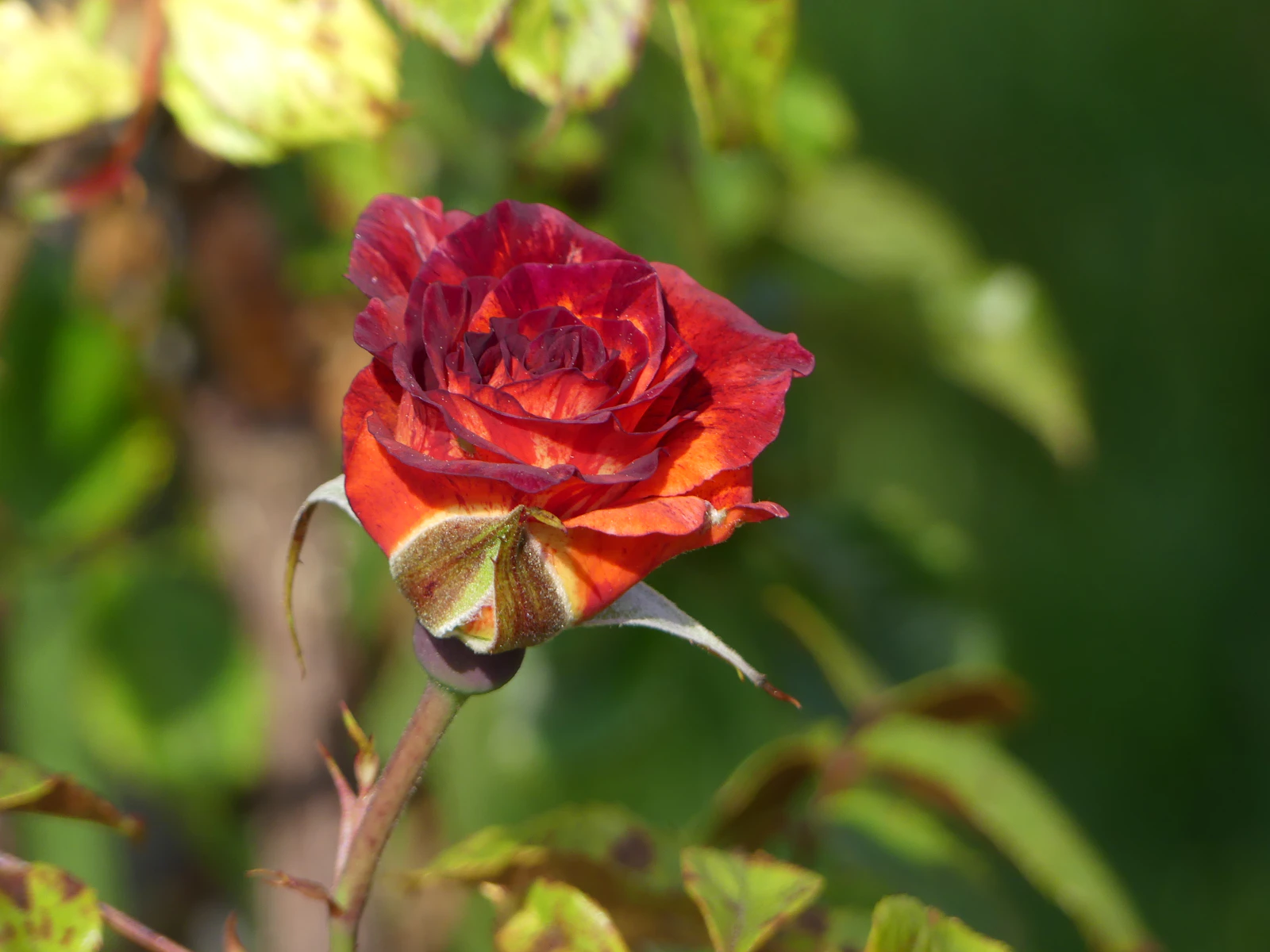 Hershey, Pennsylvania photo 10 by Wally Holden