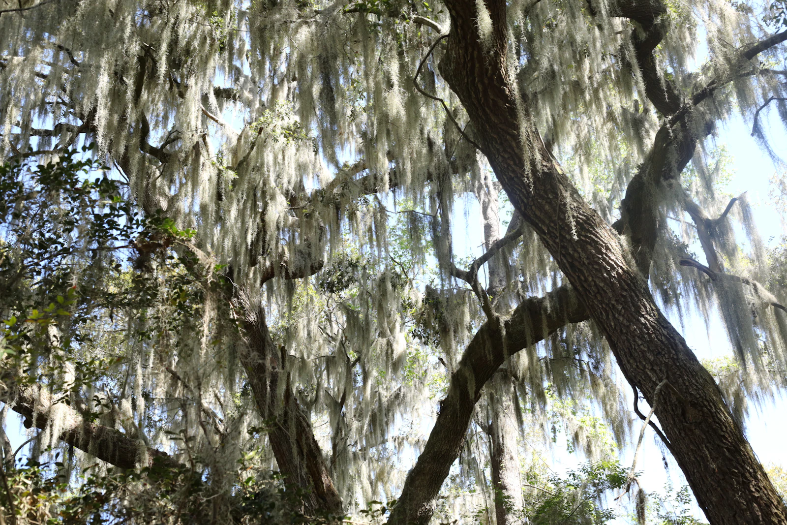 Charleston, South Carolina photo 23 by Caroline Sterr
