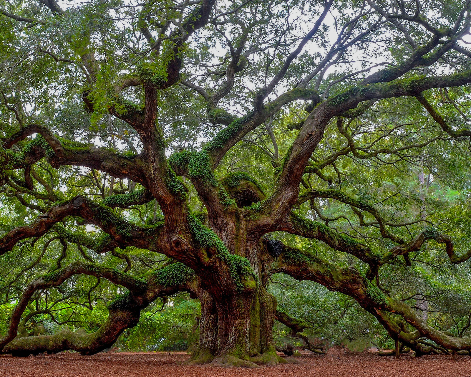 Charleston, South Carolina photo 6 by Andrew Shelley