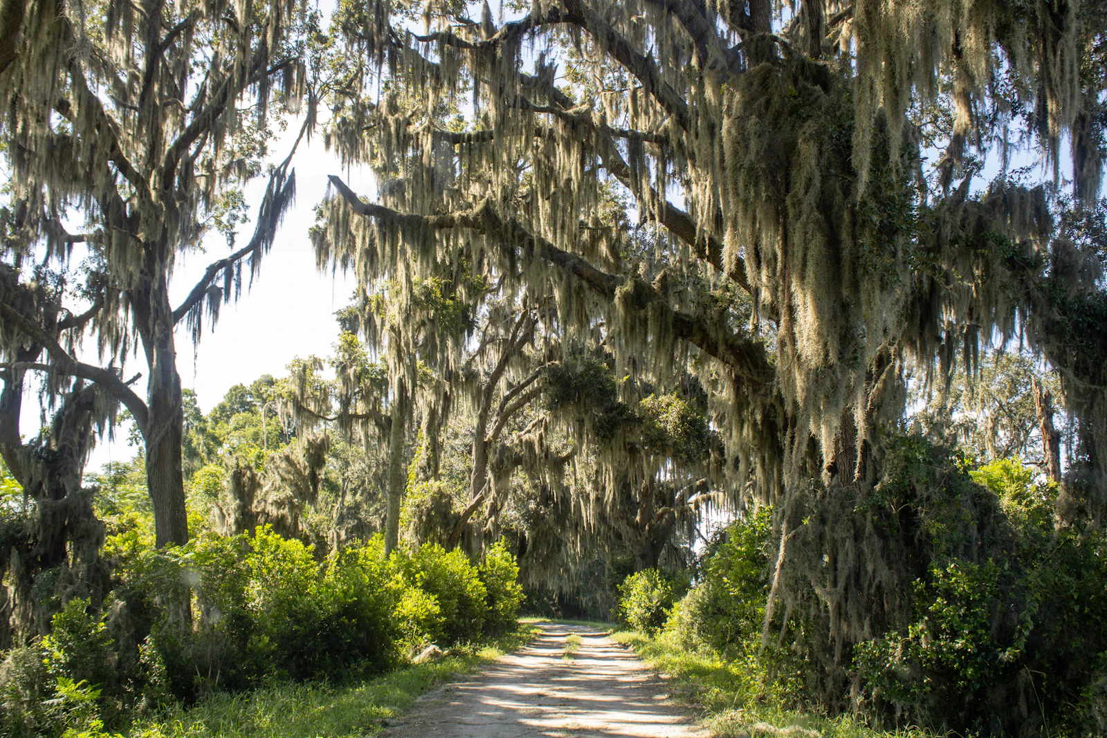 Hilton Head Island, South Carolina photo 17 by LaDawn Preuninger