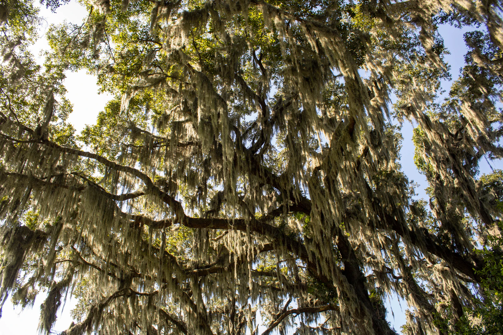 Hilton Head Island, South Carolina photo 15 by LaDawn Preuninger