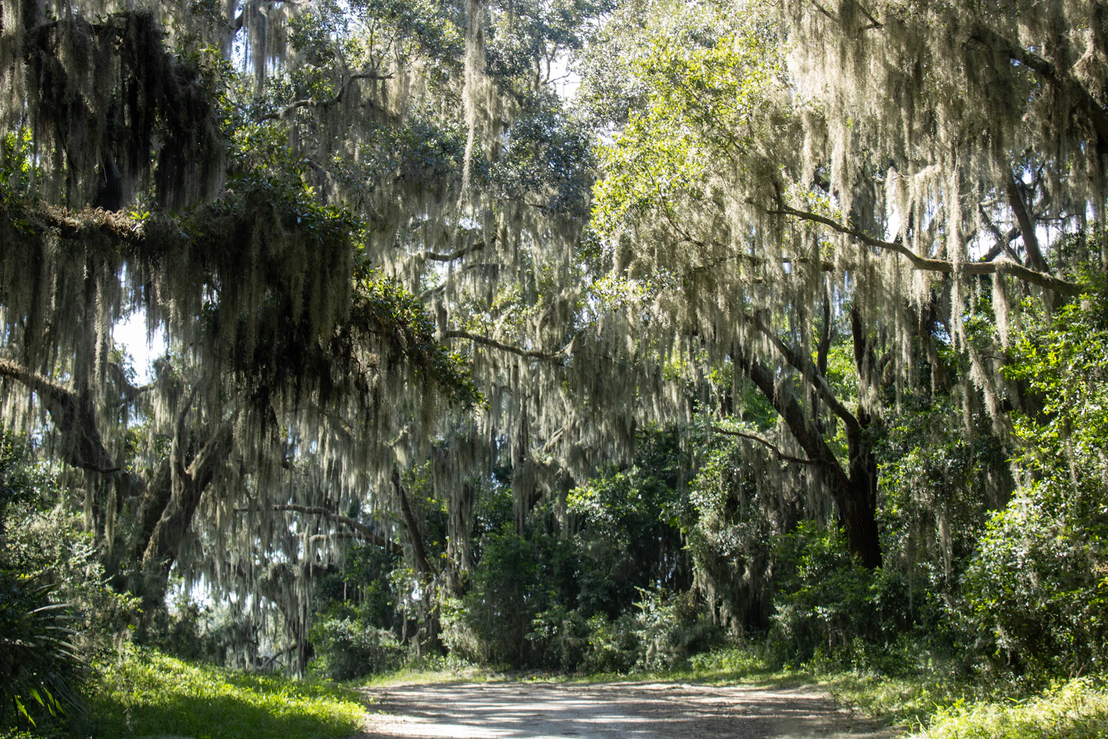 Hilton Head Island, South Carolina photo 12 by LaDawn Preuninger