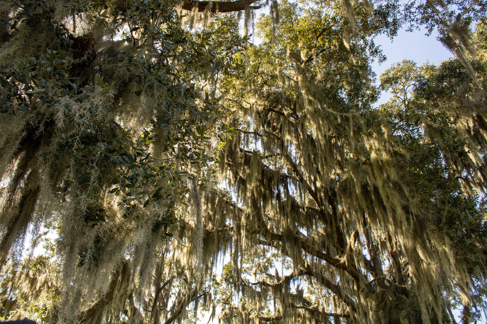 Hilton Head Island, South Carolina photo 16 by LaDawn Preuninger