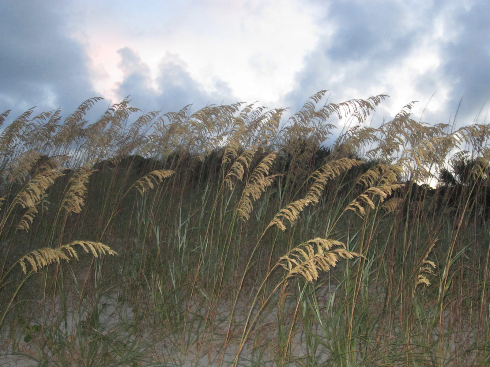 Hilton Head Island, South Carolina photo 21 by Brad Weaver