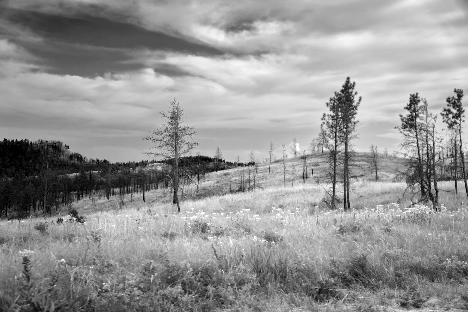 Deadwood, South Dakota photo 30 by Quinn Korsune