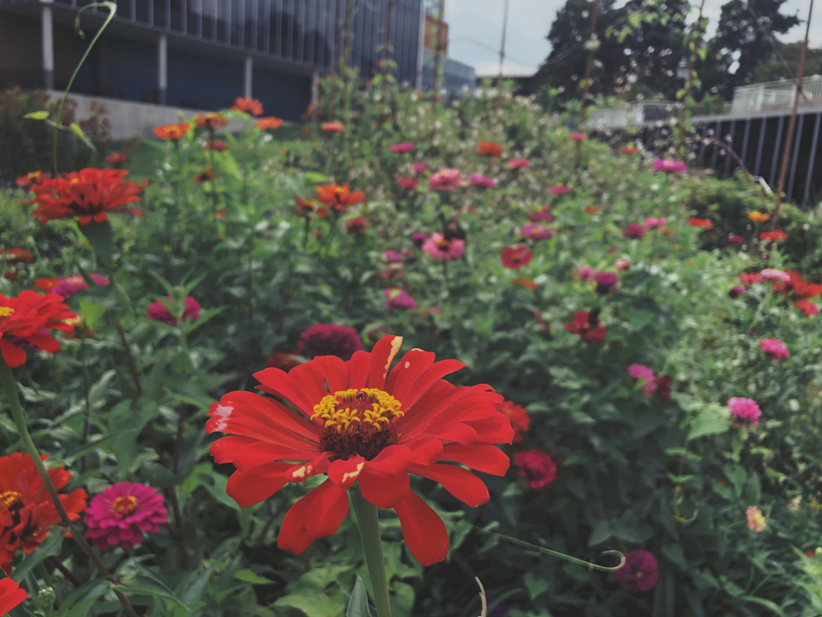 Chattanooga, Tennessee photo 16 by Calvin Chennault