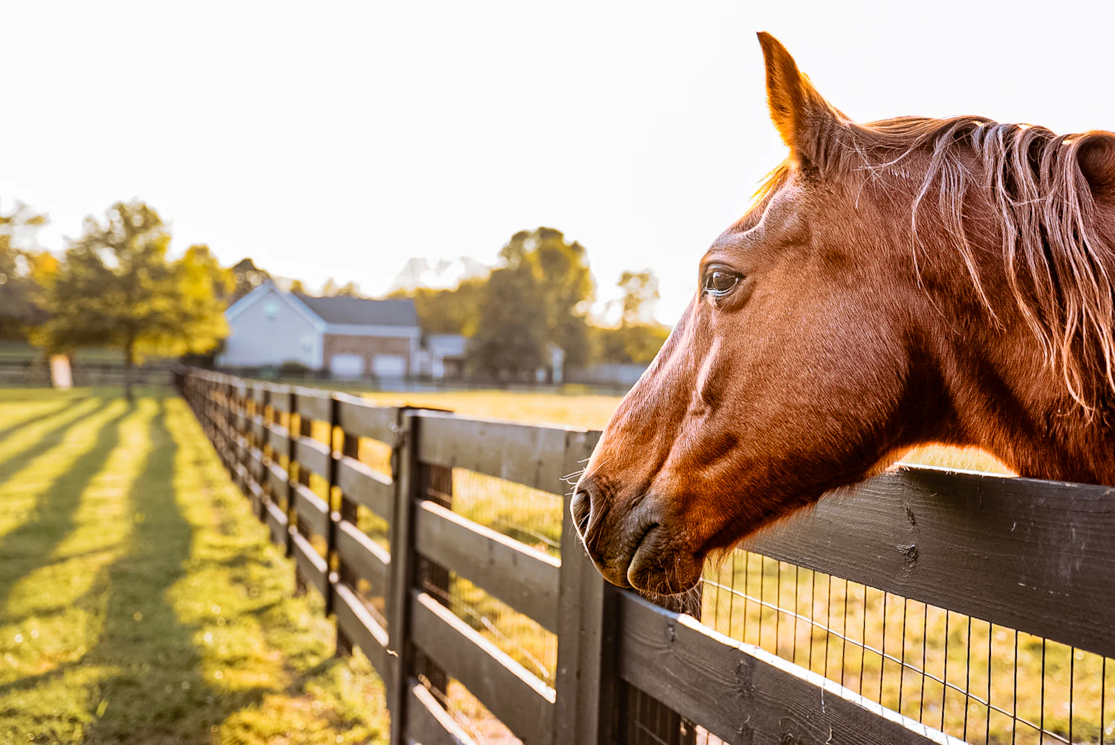Franklin, Tennessee photo 14 by Ashley Endemano
