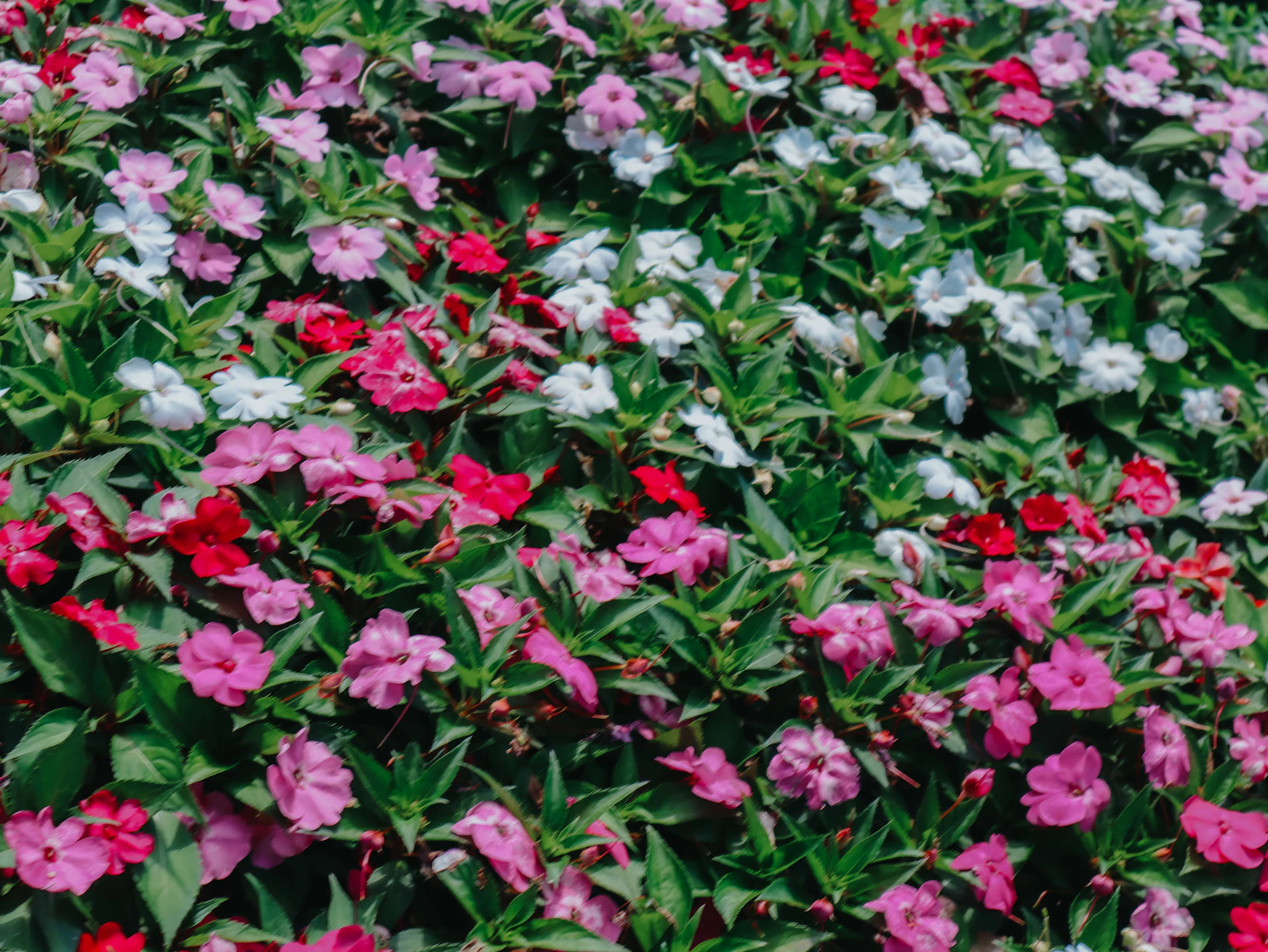 Franklin, Tennessee photo 13 by Elijah Crouch