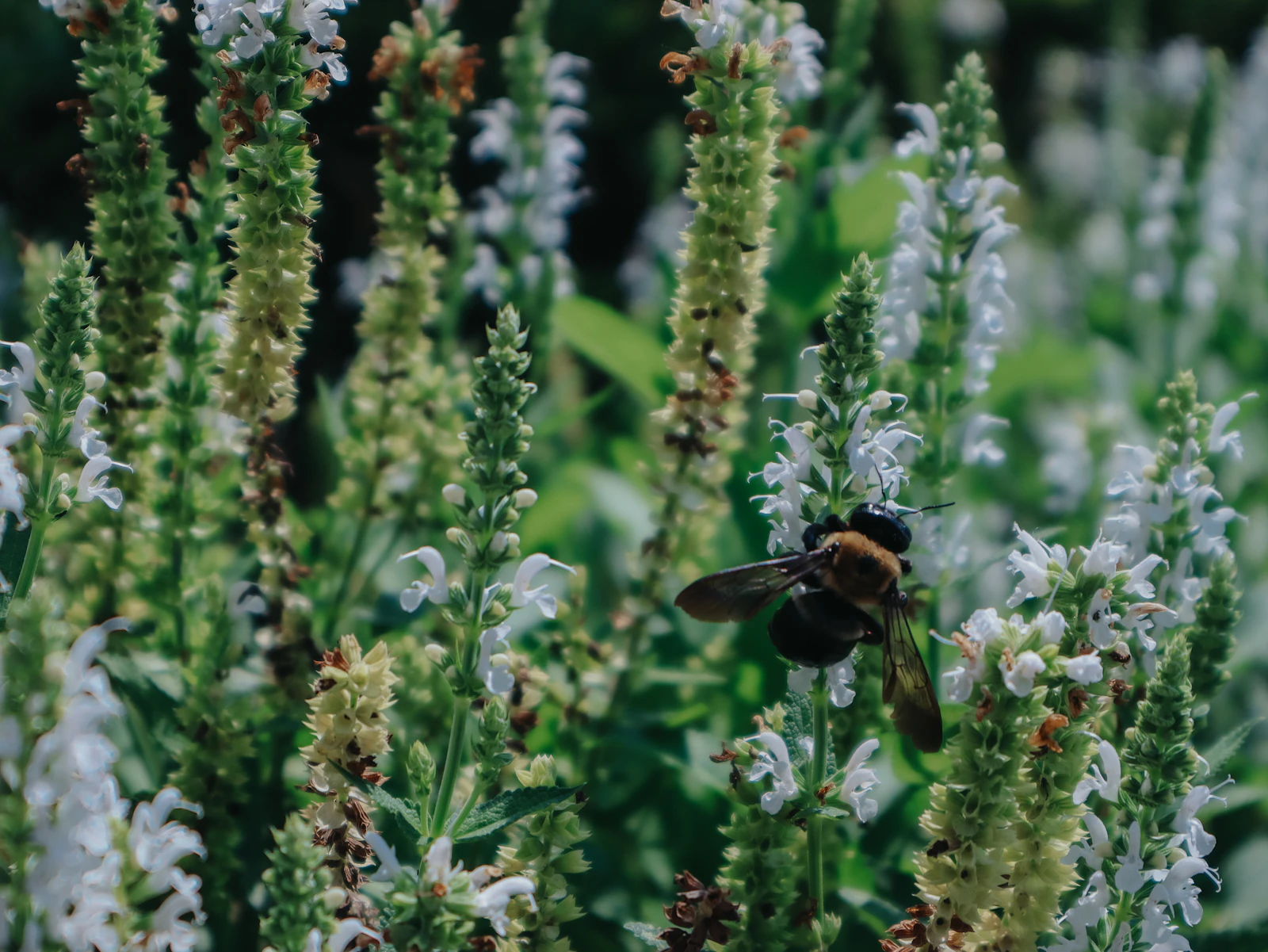 Franklin, Tennessee photo 12 by Elijah Crouch