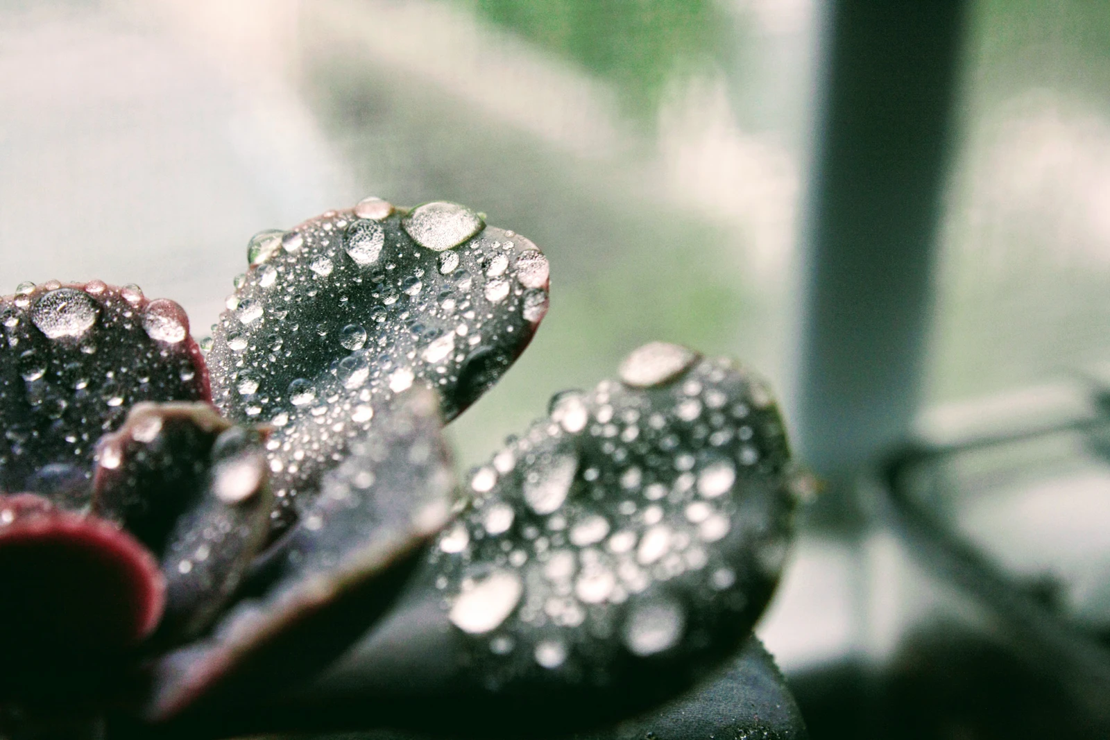 Knoxville, Tennessee photo 16 by Lydia W