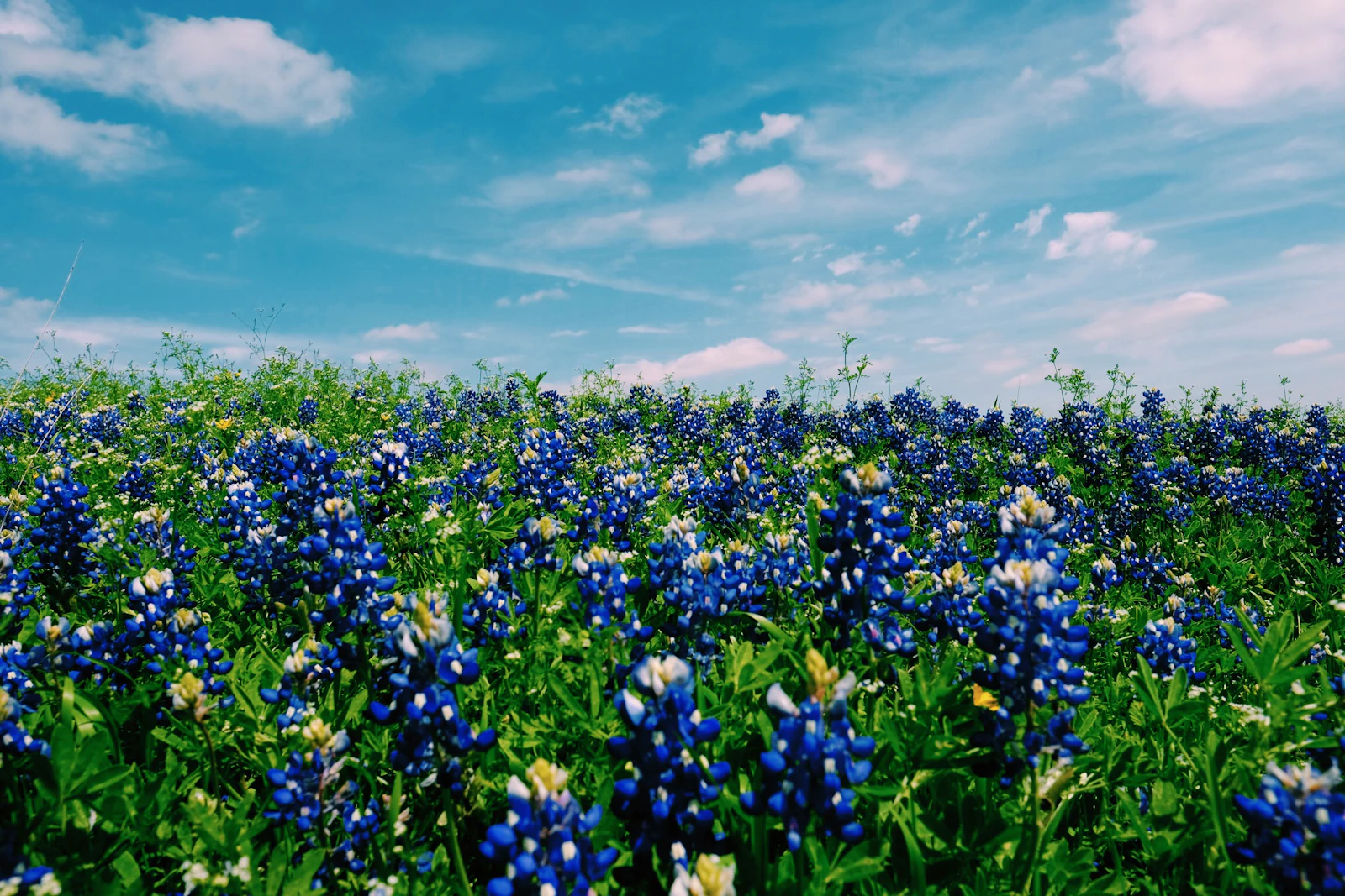 Austin, Texas photo 10 by Roberta Guillen