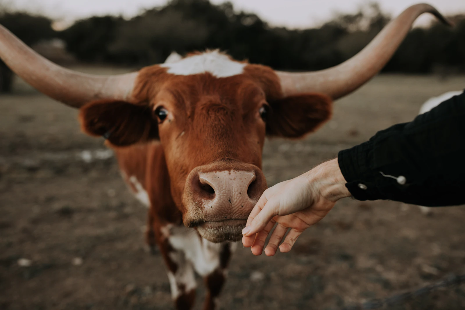 Austin, Texas photo 30 by Christin Hume