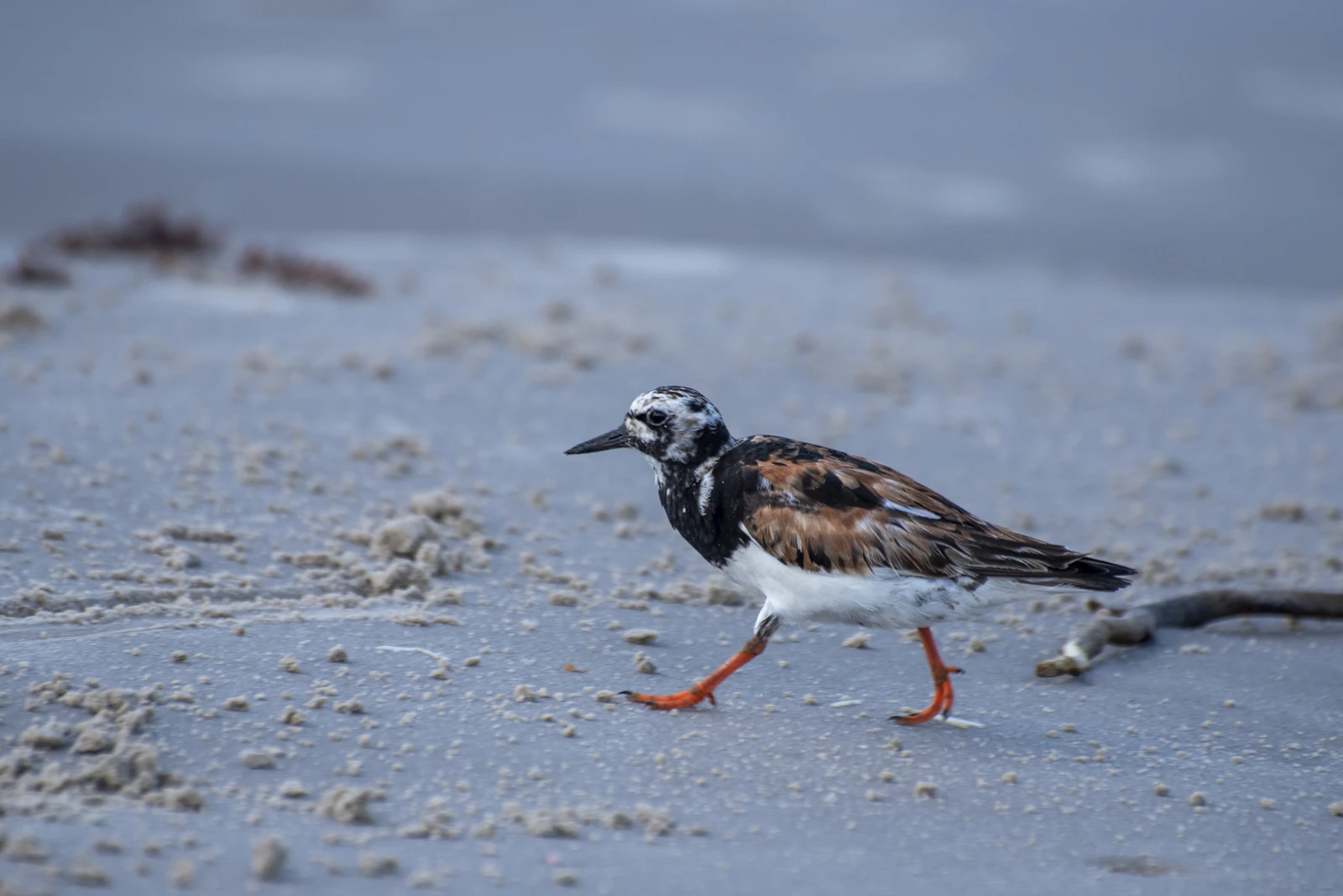 Corpus Christi, Texas photo 17 by Trac Vu
