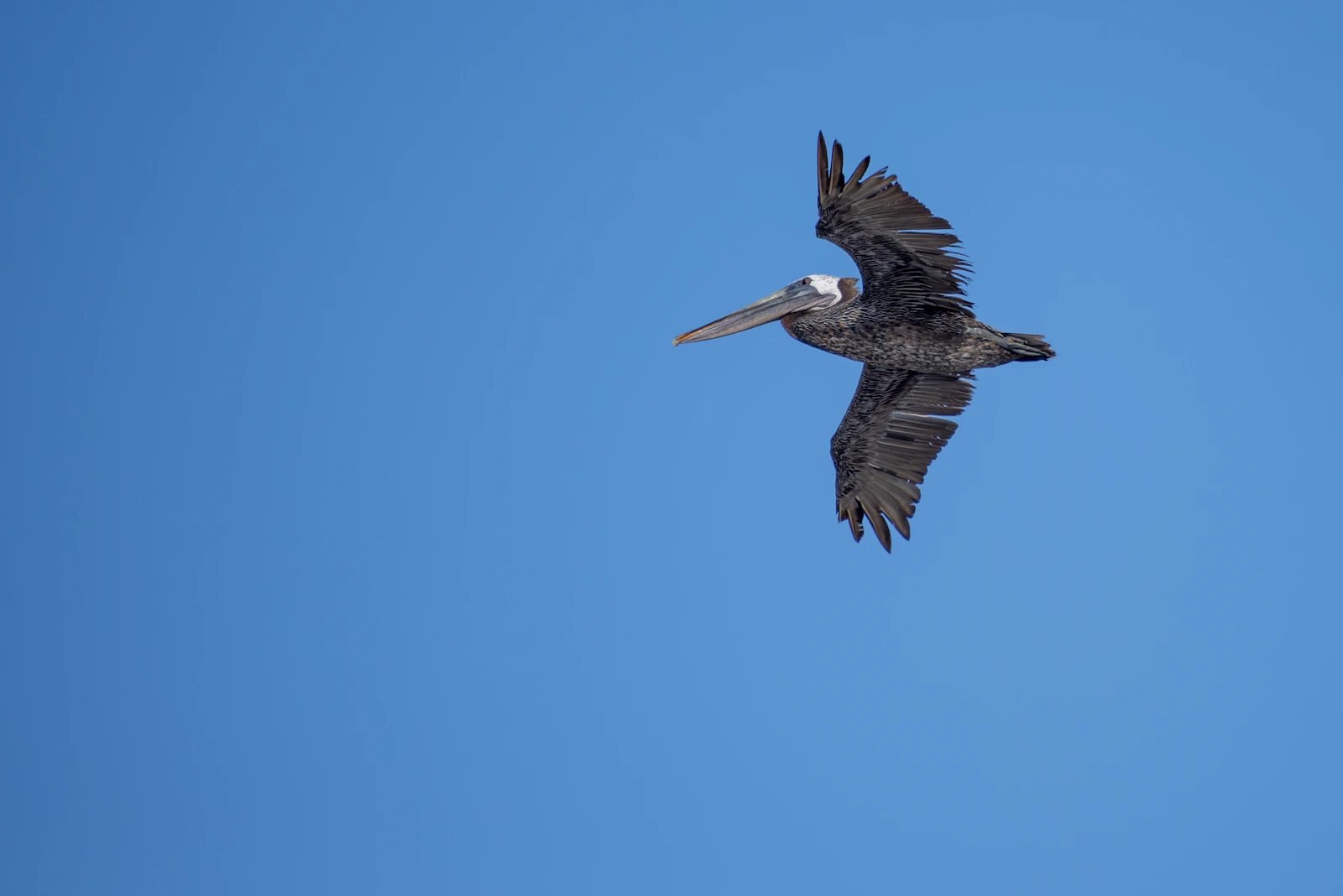 Corpus Christi, Texas photo 20 by Trac Vu