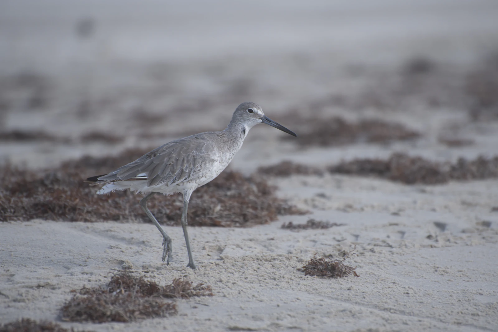 Corpus Christi, Texas photo 19 by Trac Vu