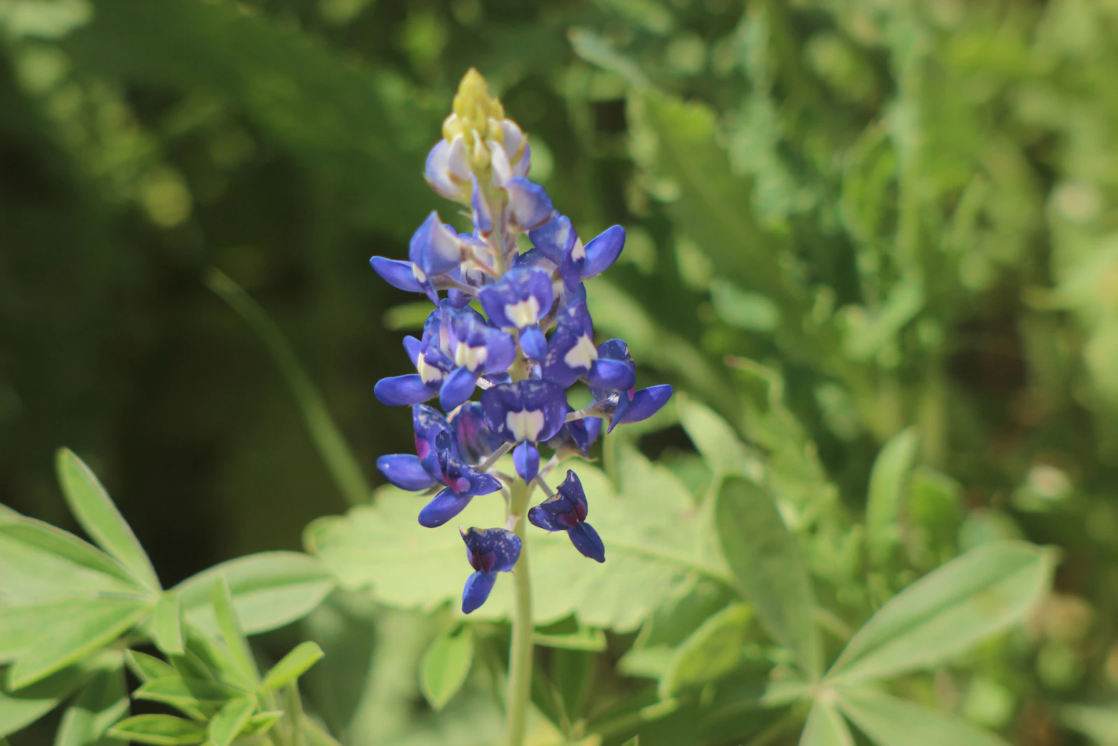 Fredericksburg, Texas photo 13 by Heidi Sue Bloebaum