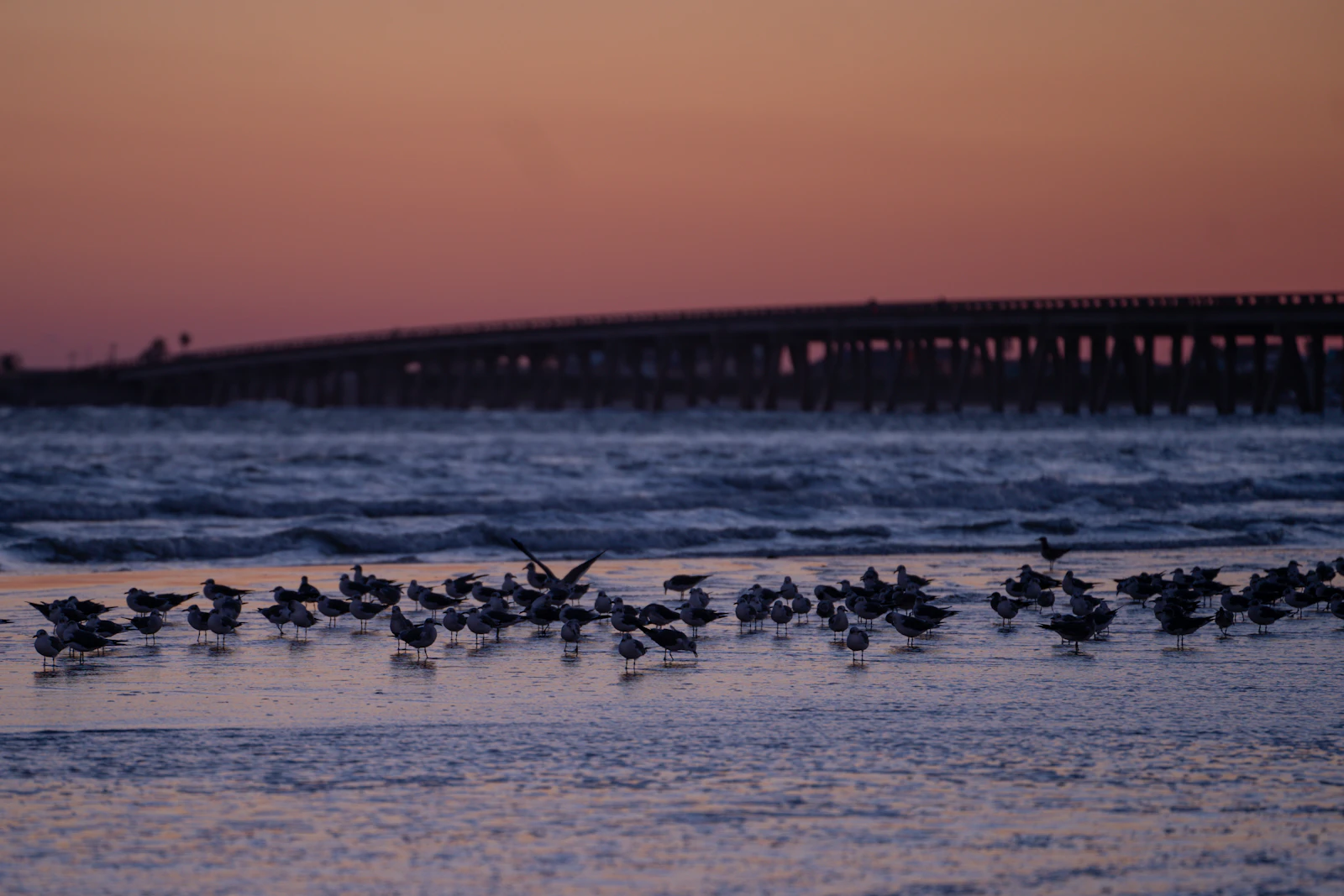 Galveston, Texas photo 15 by Brent Woods