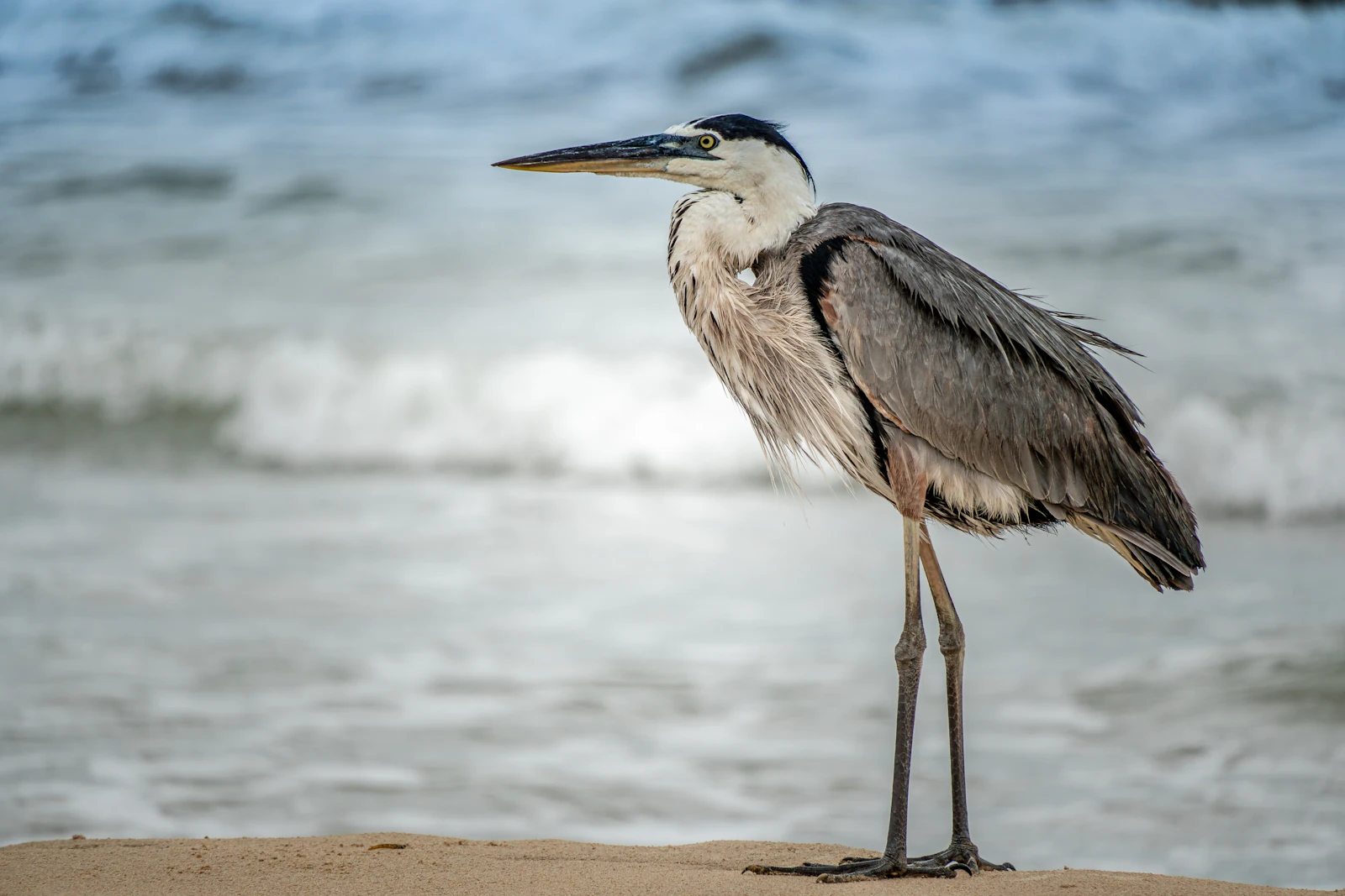 South Padre Island, Texas photo 10 by Aleksandar Popovski