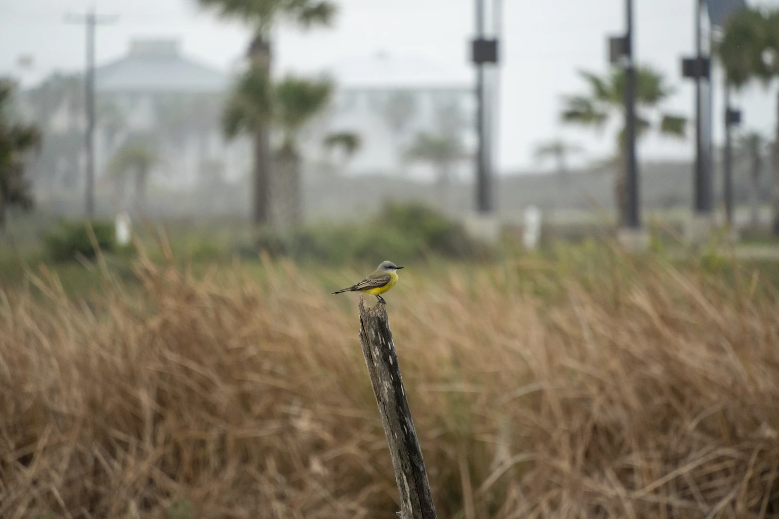 South Padre Island, Texas photo 23 by Aleksandar Popovski