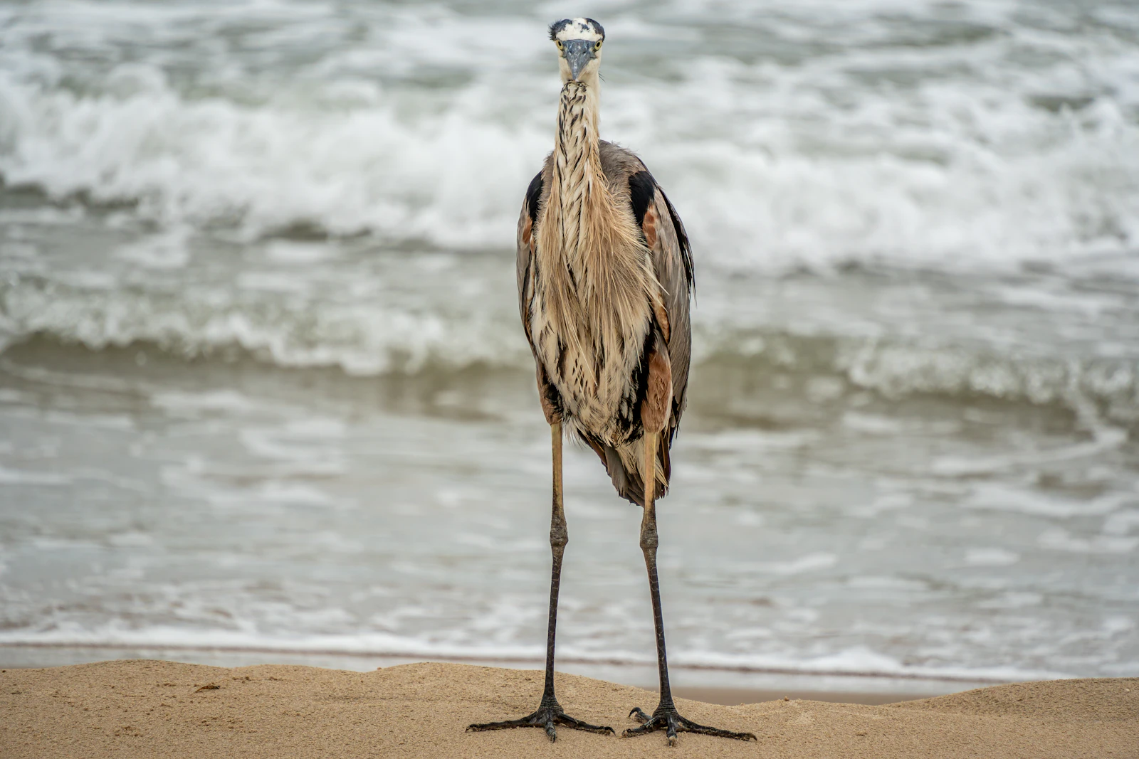 South Padre Island, Texas photo 9 by Aleksandar Popovski